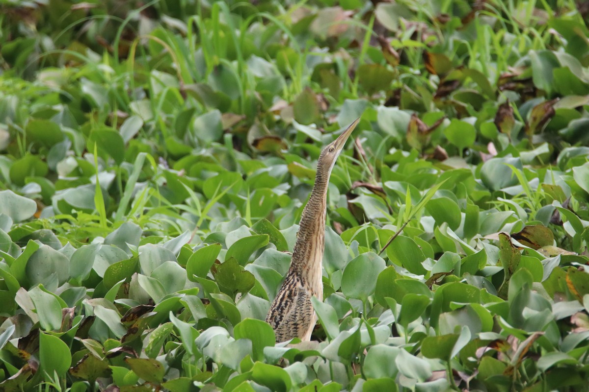 Pinnated Bittern - ML620676296