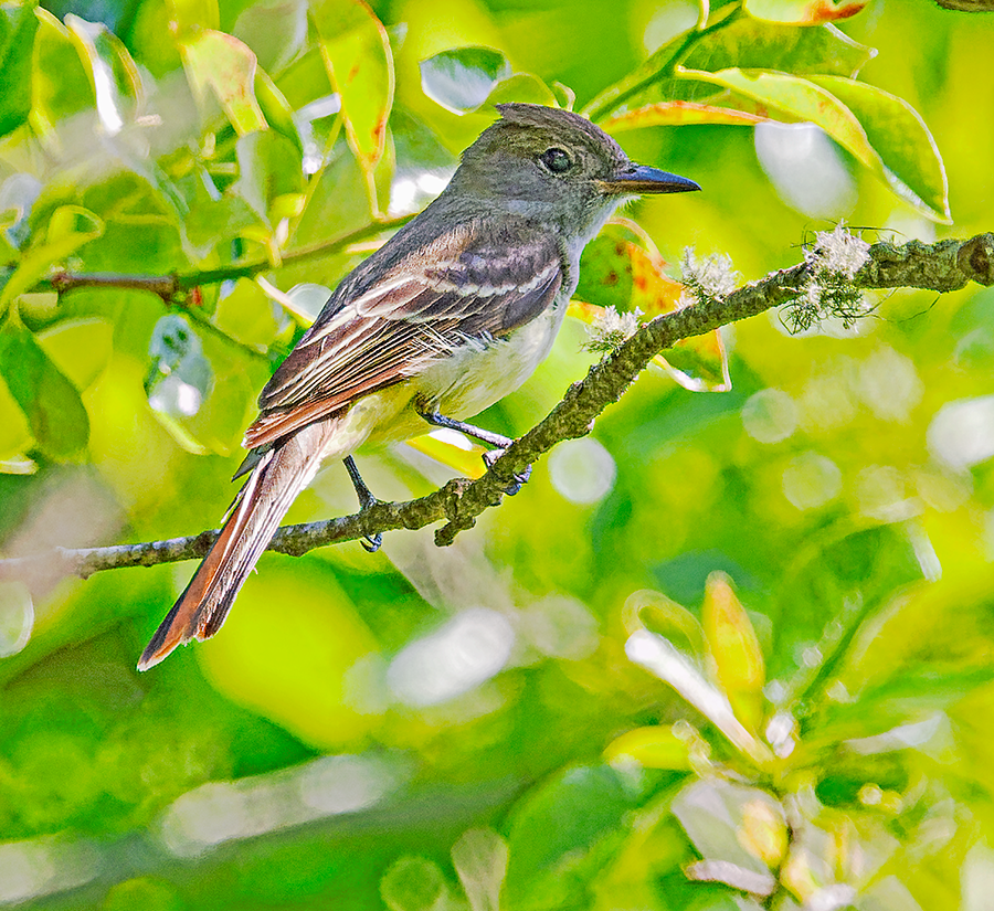 Great Crested Flycatcher - ML620676297