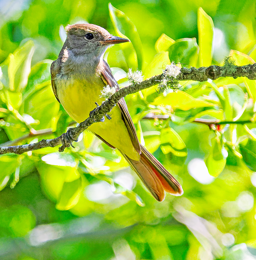 Great Crested Flycatcher - ML620676298