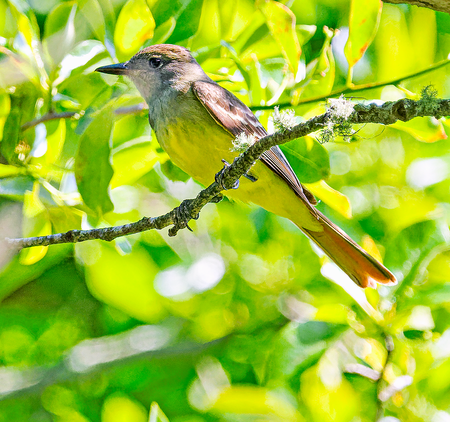 Great Crested Flycatcher - ML620676299