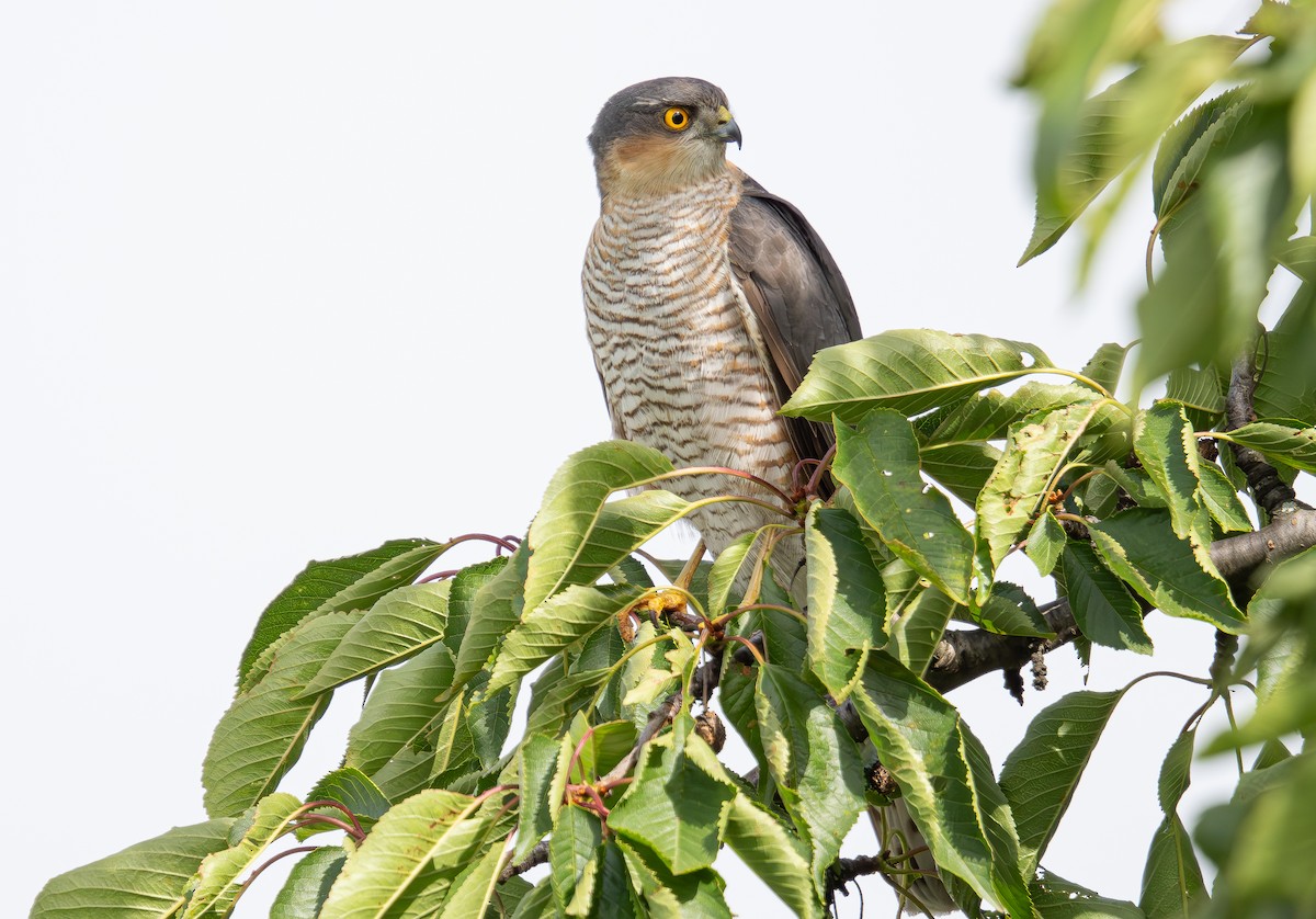 Eurasian Sparrowhawk - ML620676304