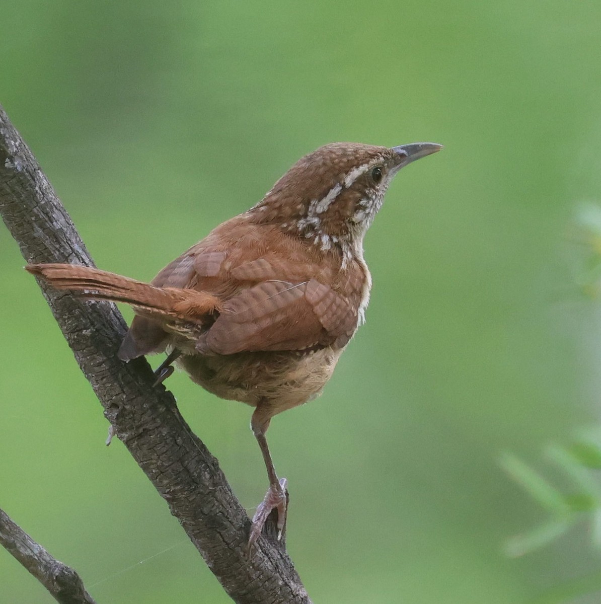 Carolina Wren - ML620676305