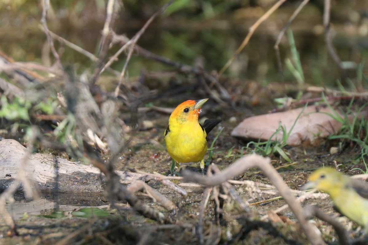 Western Tanager - ML620676306