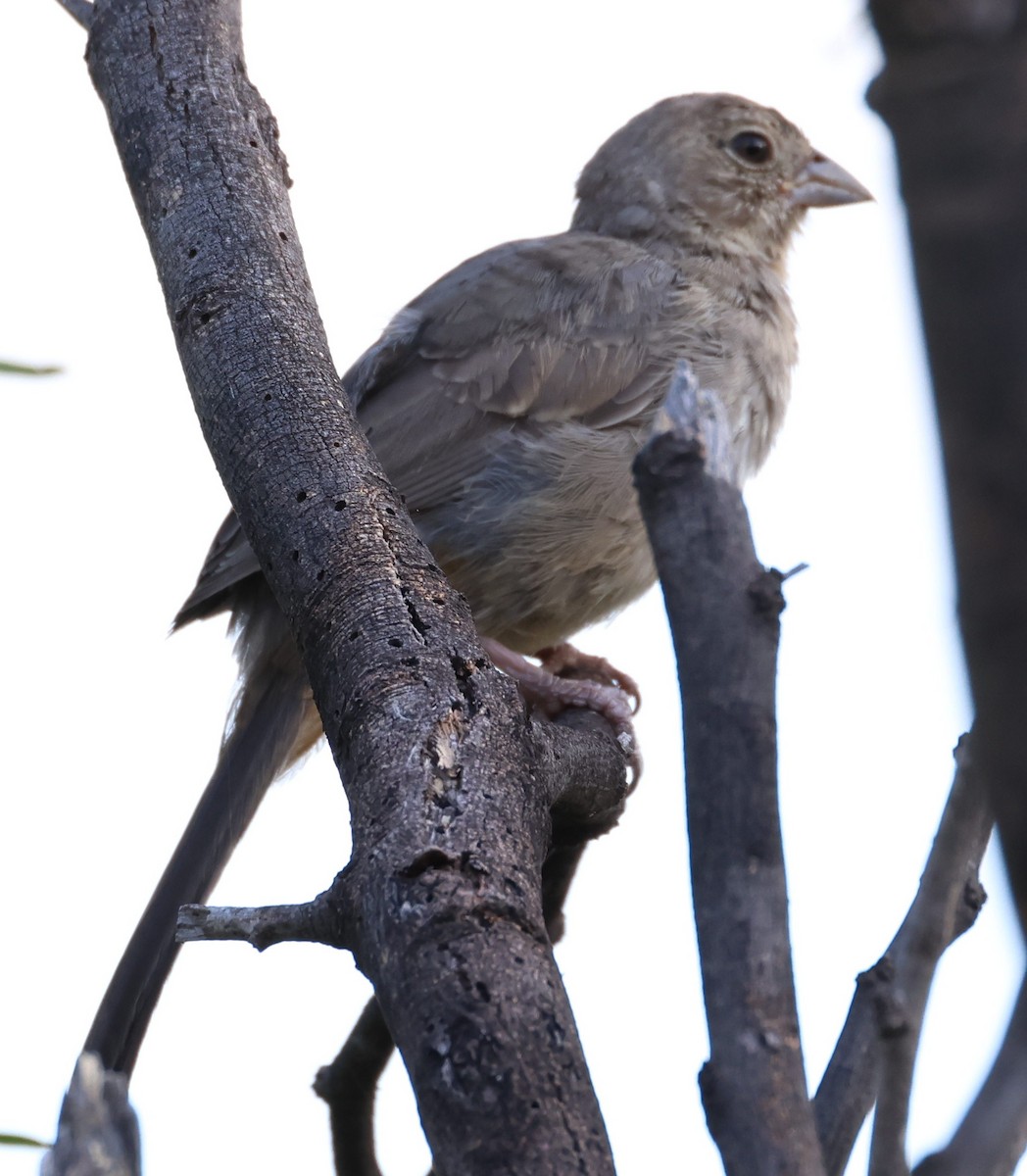 Canyon Towhee - ML620676308