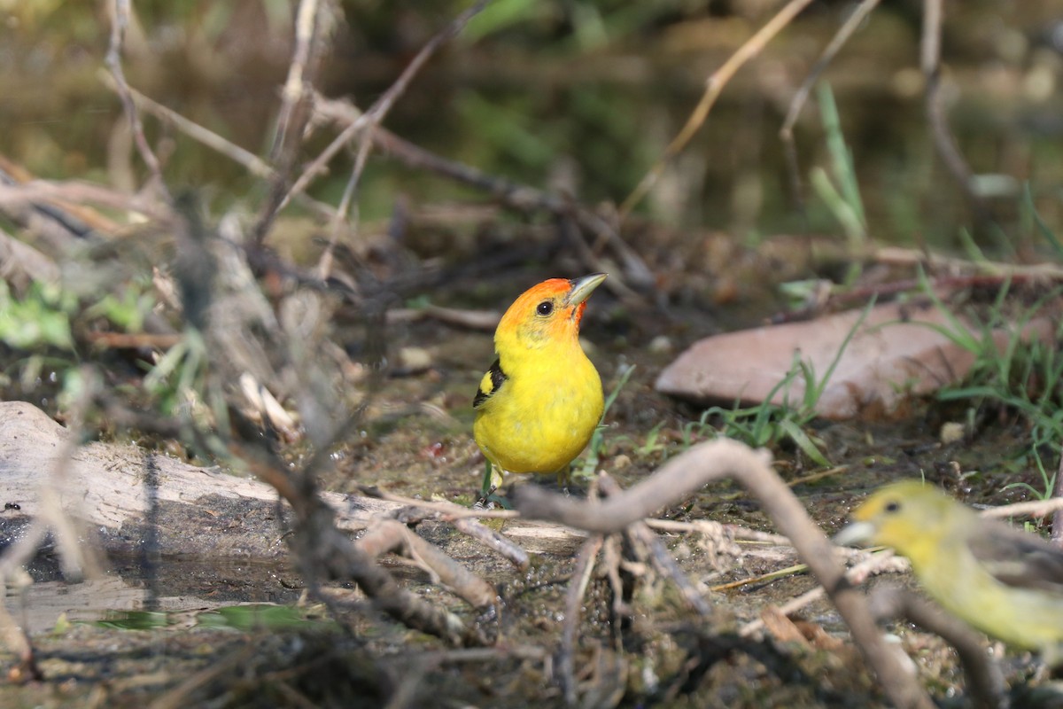 Western Tanager - ML620676309
