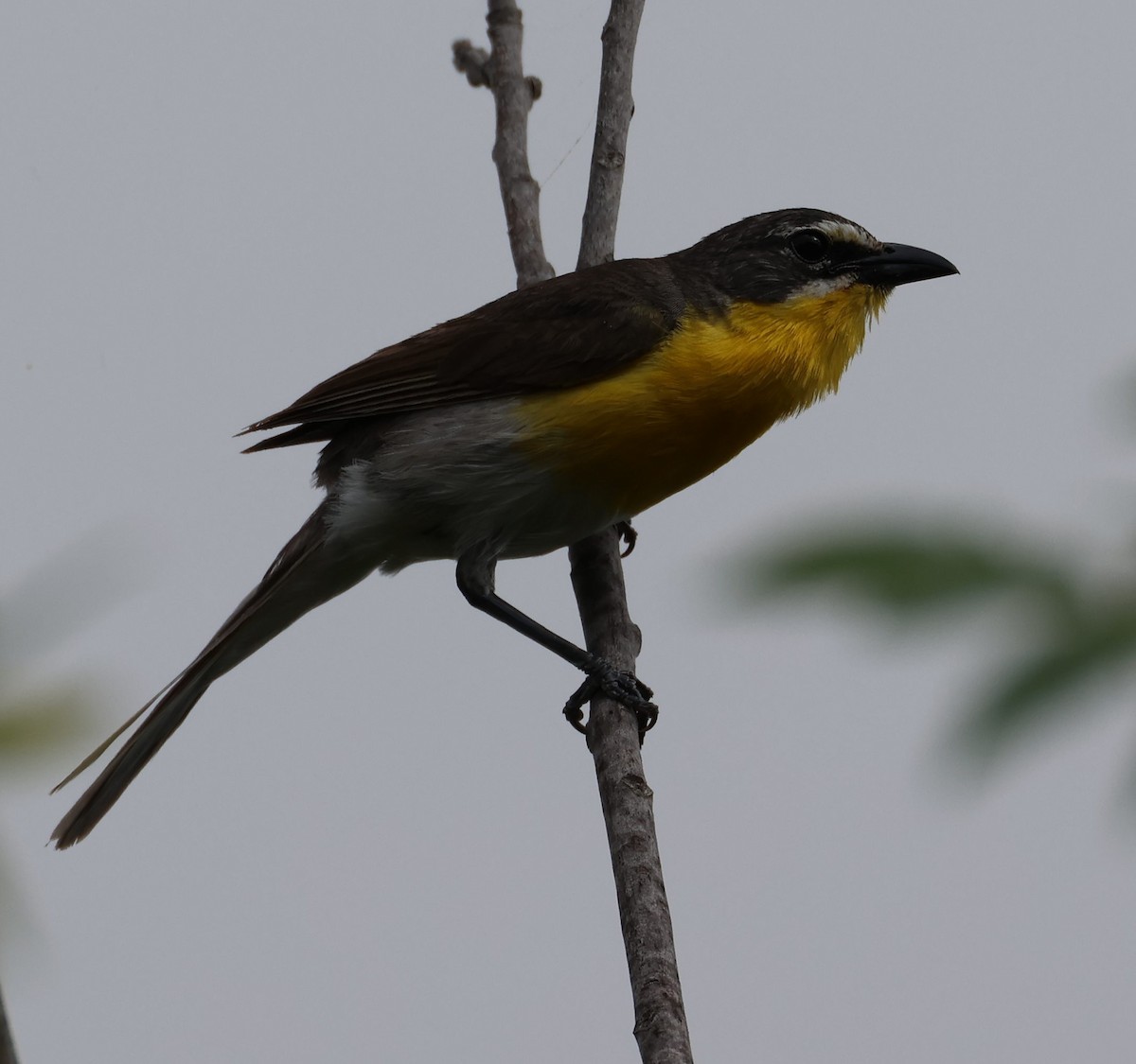 Yellow-breasted Chat - Kenneth  Thompson