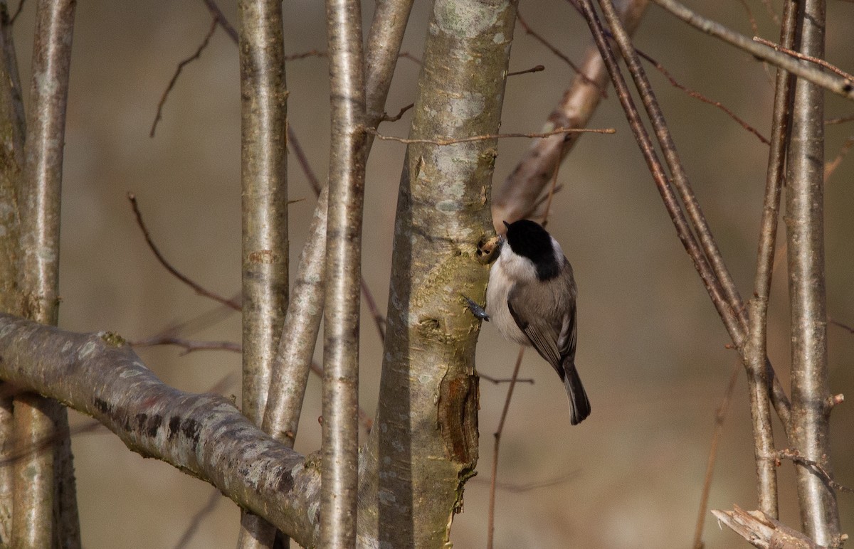 Mésange nonnette - ML620676316