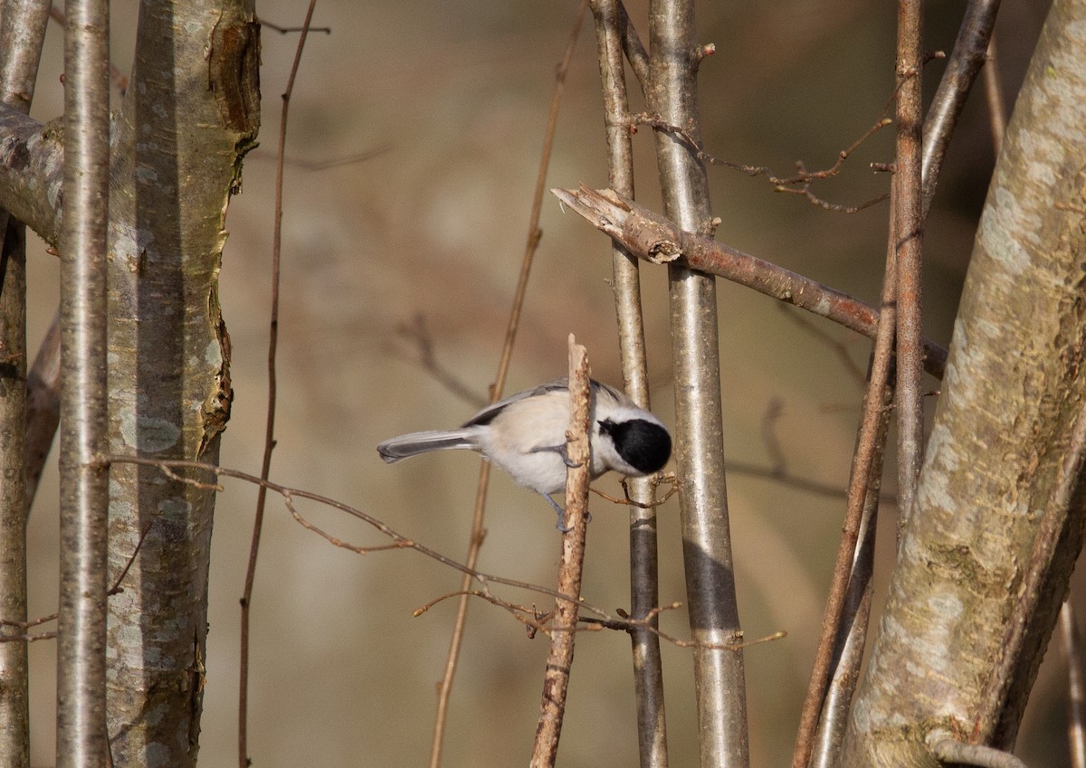 Marsh Tit - ML620676317