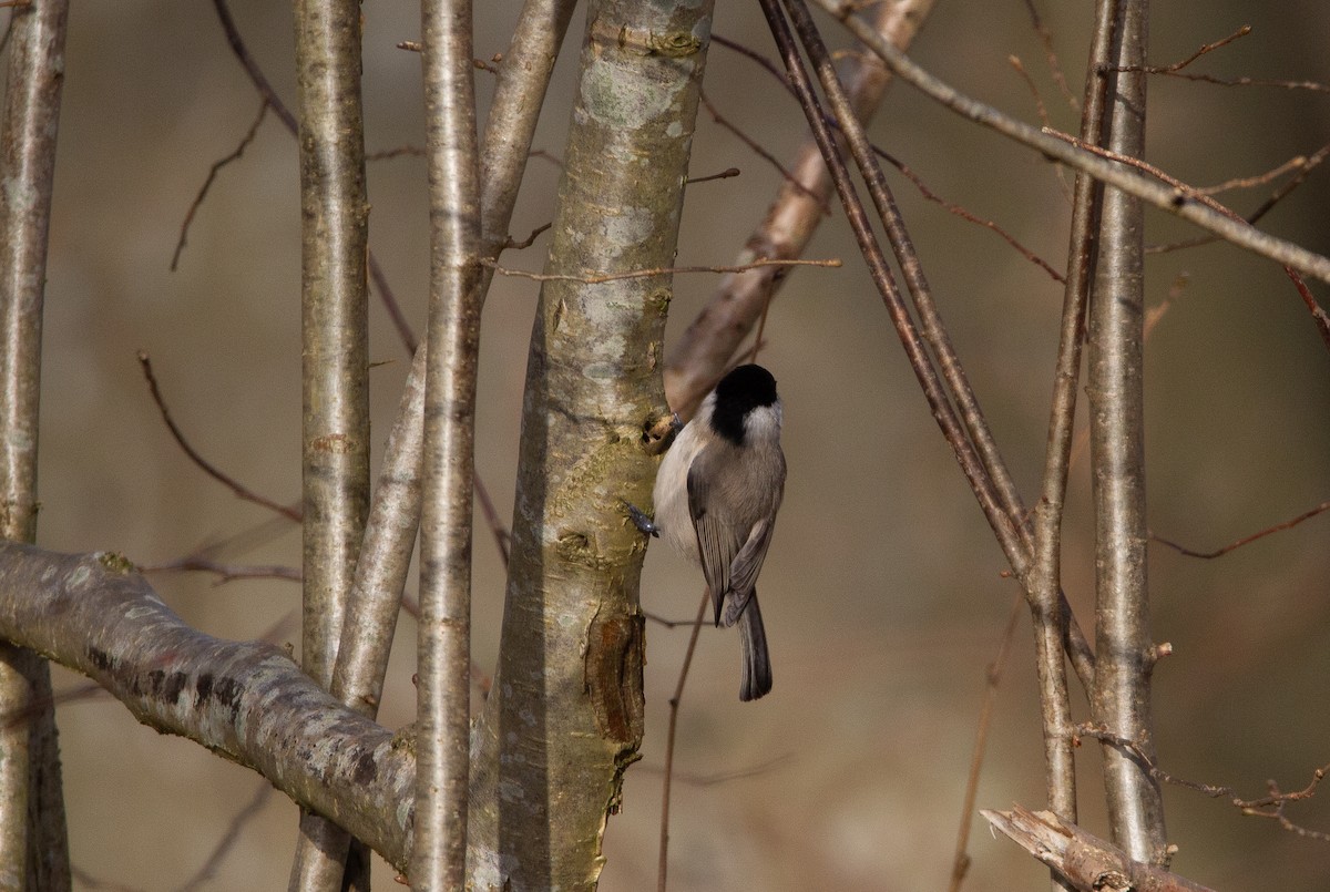 Mésange nonnette - ML620676318