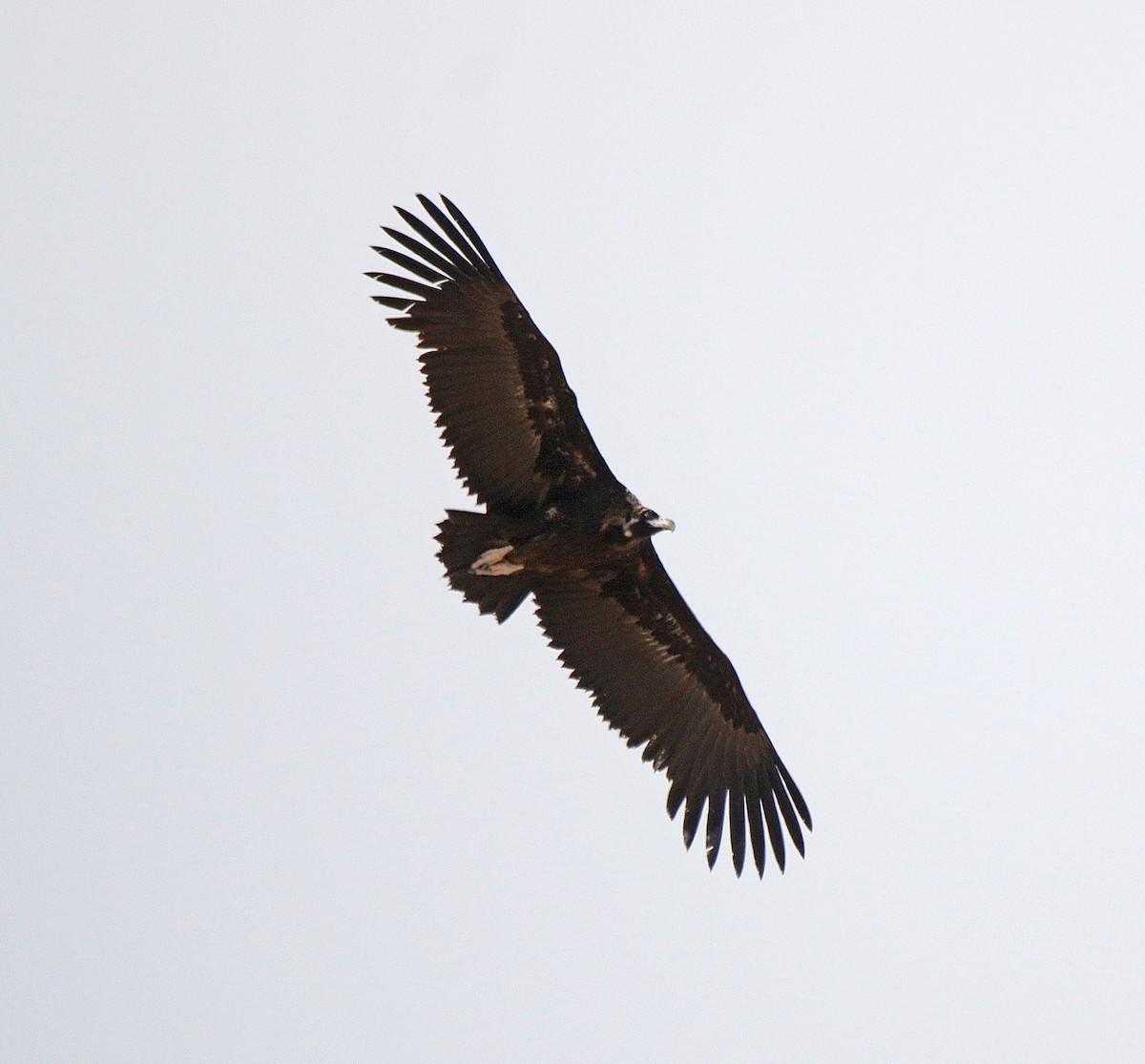 Cinereous Vulture - ML620676319