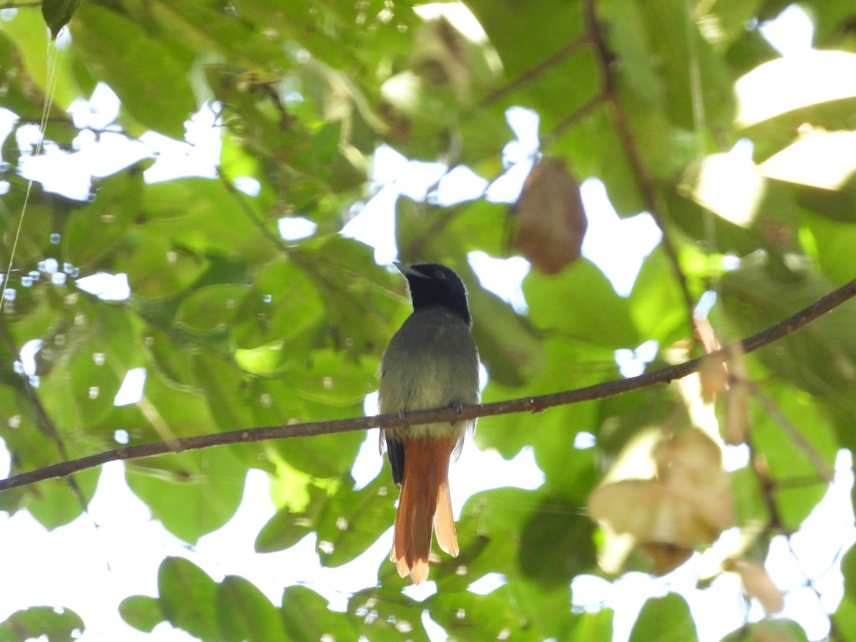 African Paradise-Flycatcher - ML620676322