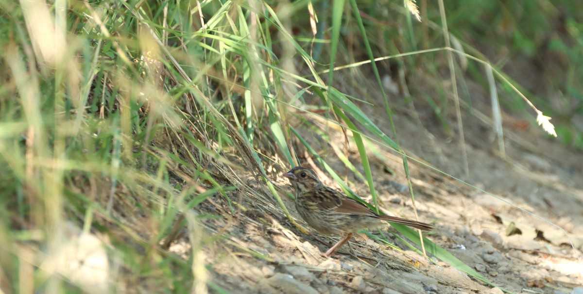 Song Sparrow - ML620676323