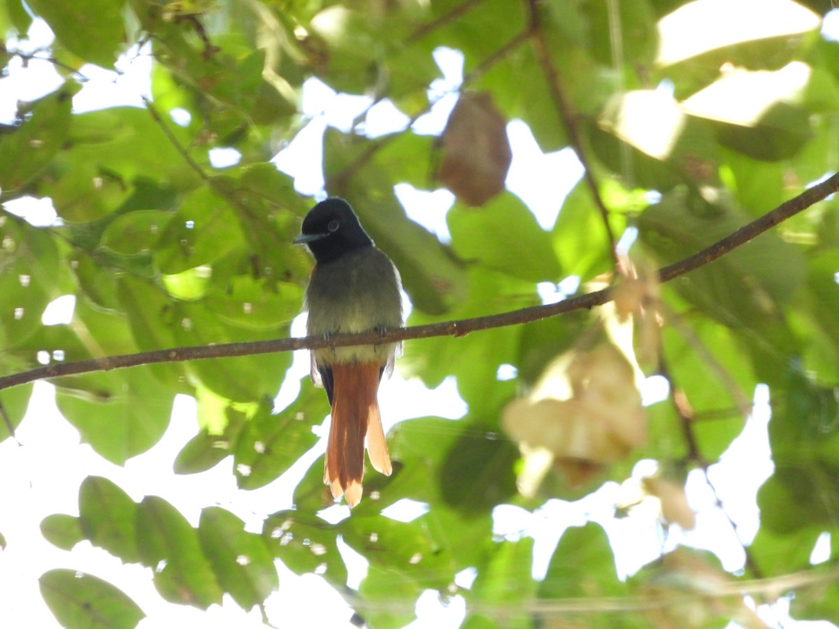 African Paradise-Flycatcher - ML620676327