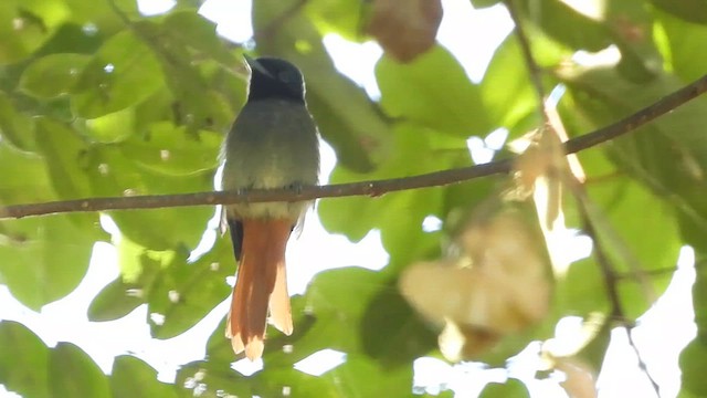 African Paradise-Flycatcher - ML620676328