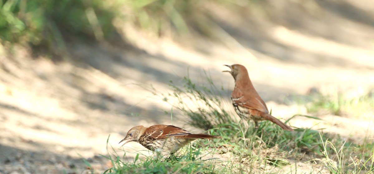 Brown Thrasher - ML620676330