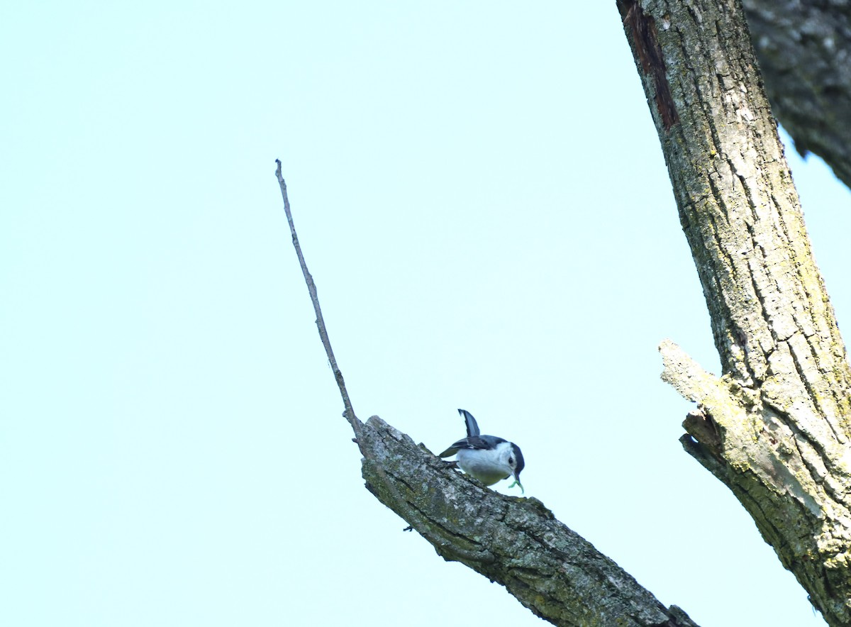 White-breasted Nuthatch - ML620676331