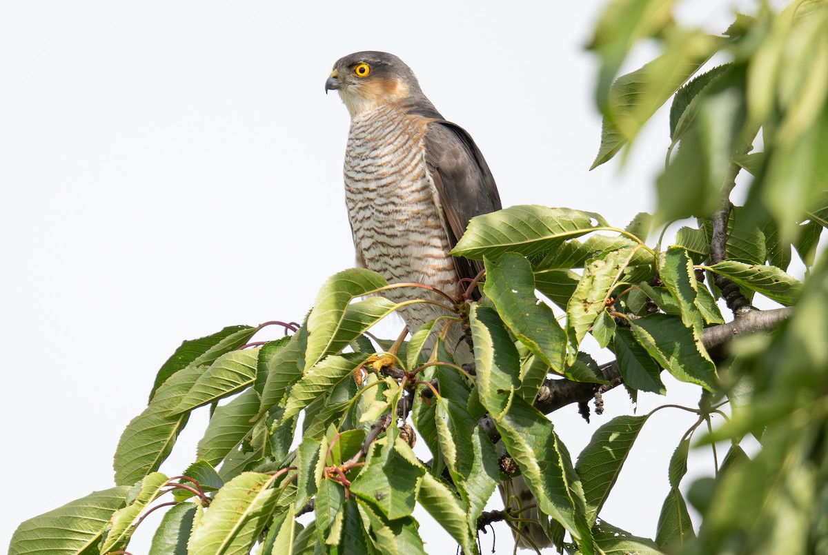 Eurasian Sparrowhawk - ML620676338