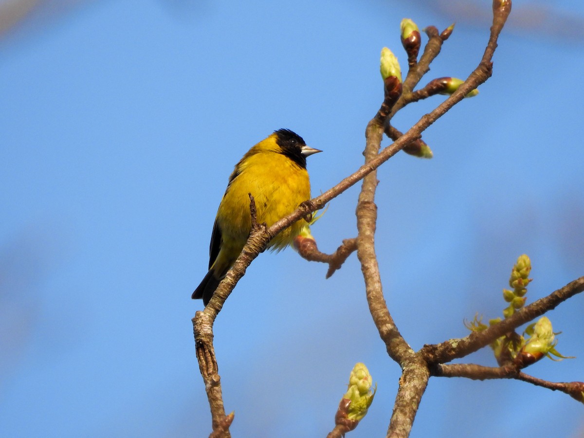 Black-headed Siskin - ML620676343