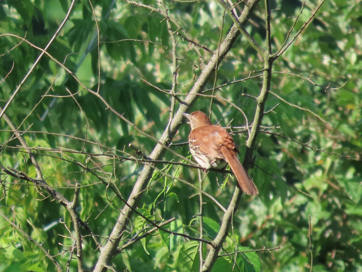 Brown Thrasher - Jeff Hopkins