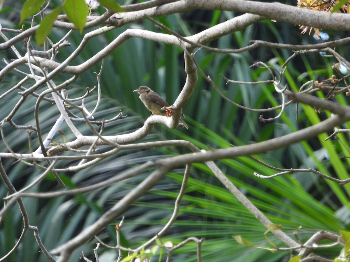 Bulbul verdâtre - ML620676345