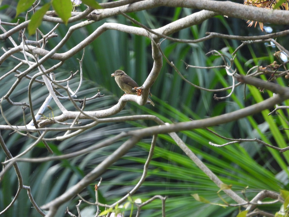 Bulbul verdâtre - ML620676346