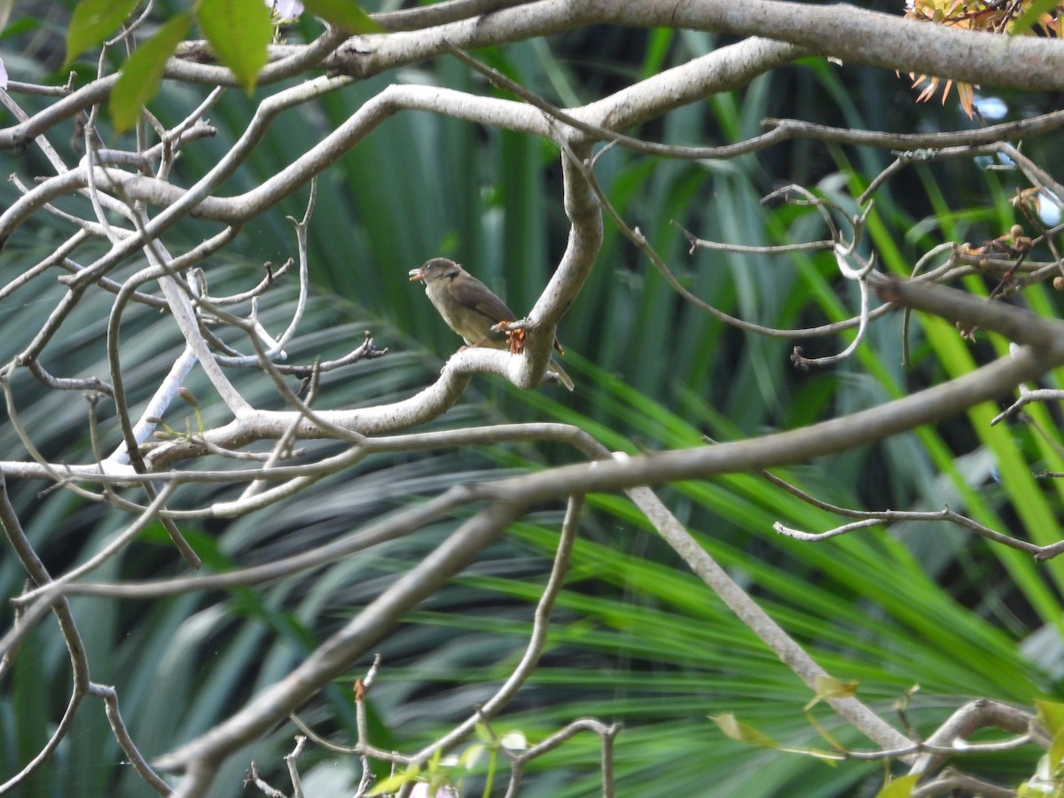 Little Greenbul - ML620676347