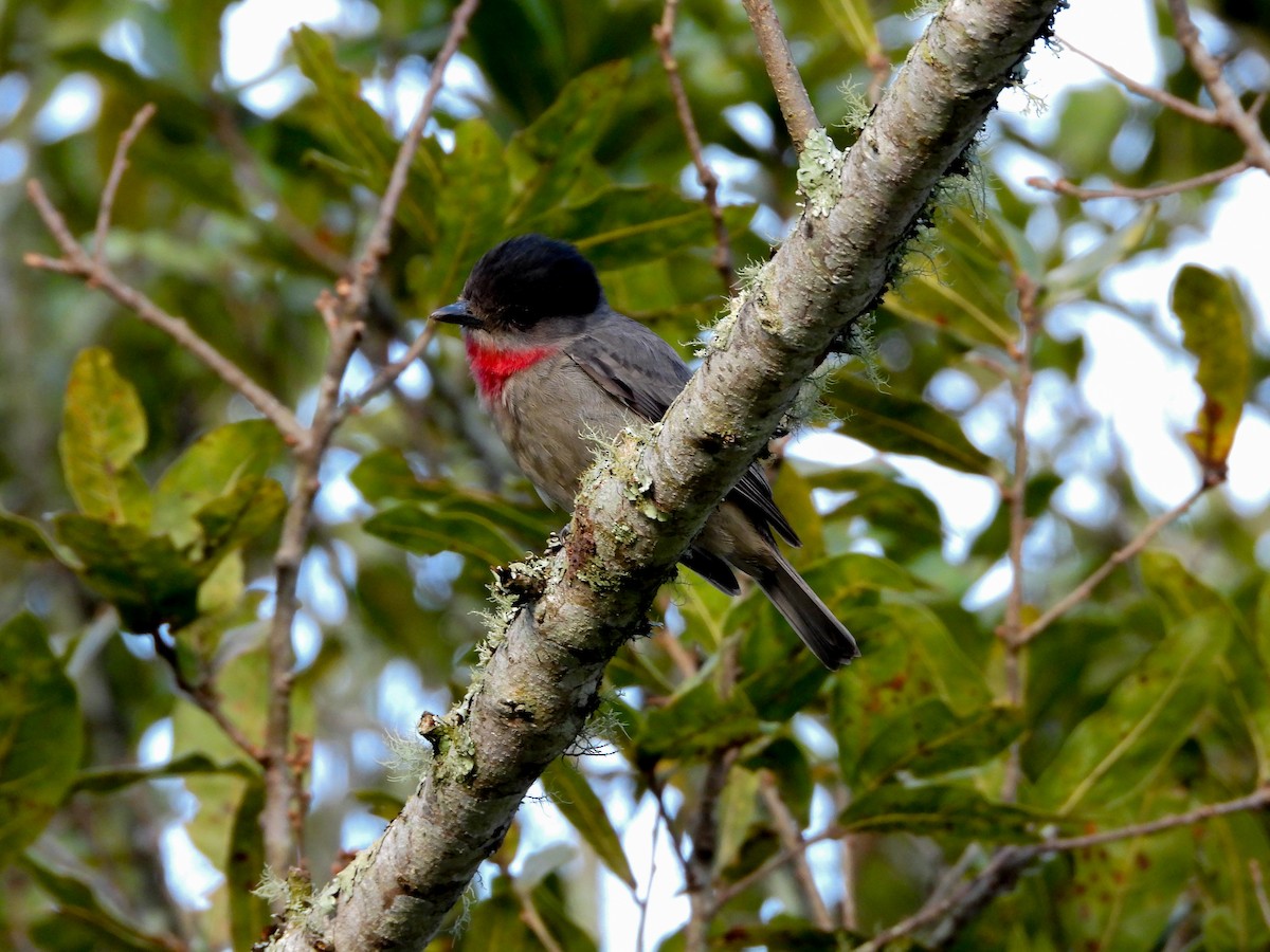 Rose-throated Becard - Osvaldo Balderas San Miguel