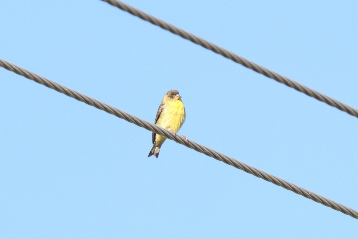 Lesser Goldfinch - ML620676353