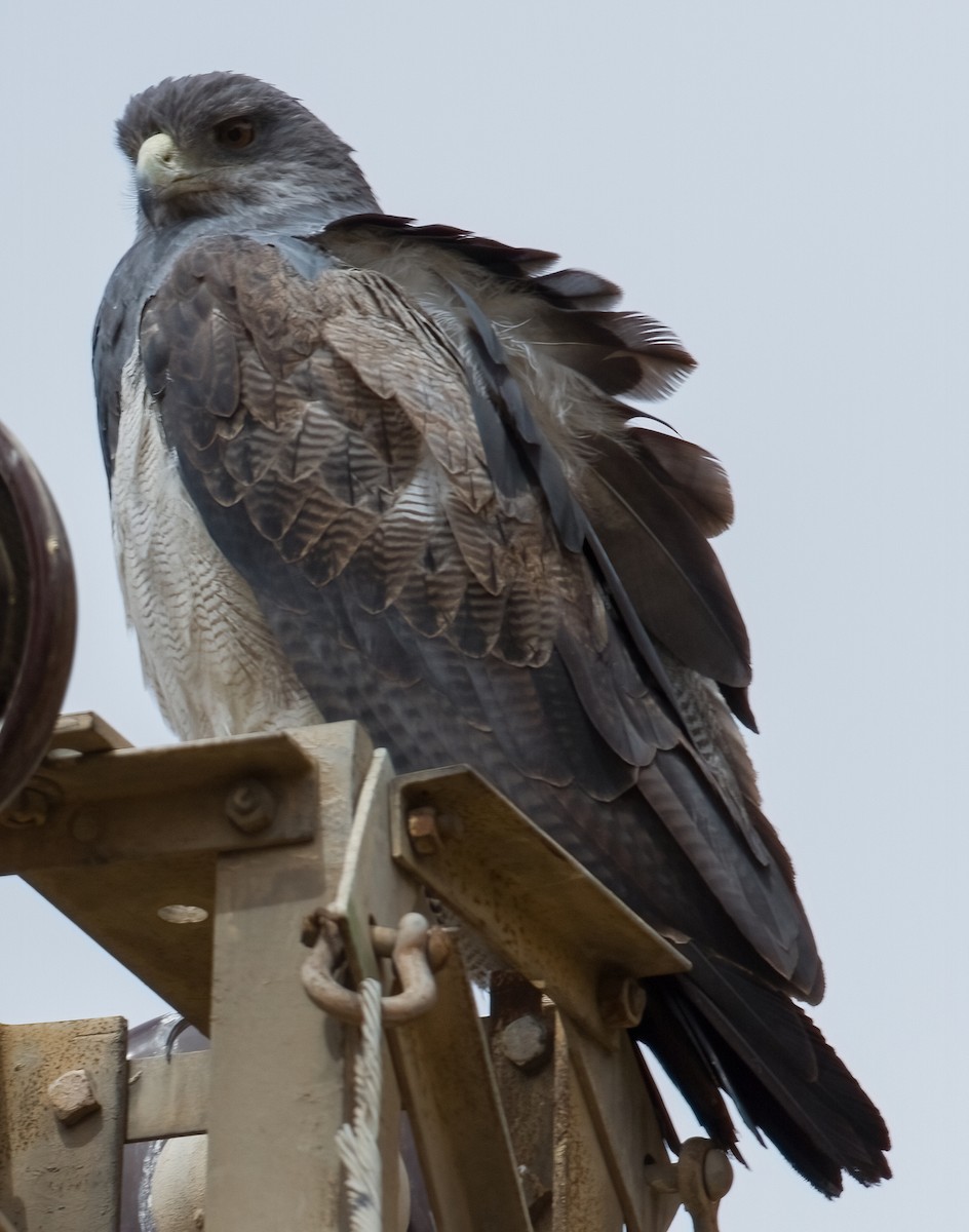 Black-chested Buzzard-Eagle - ML620676354