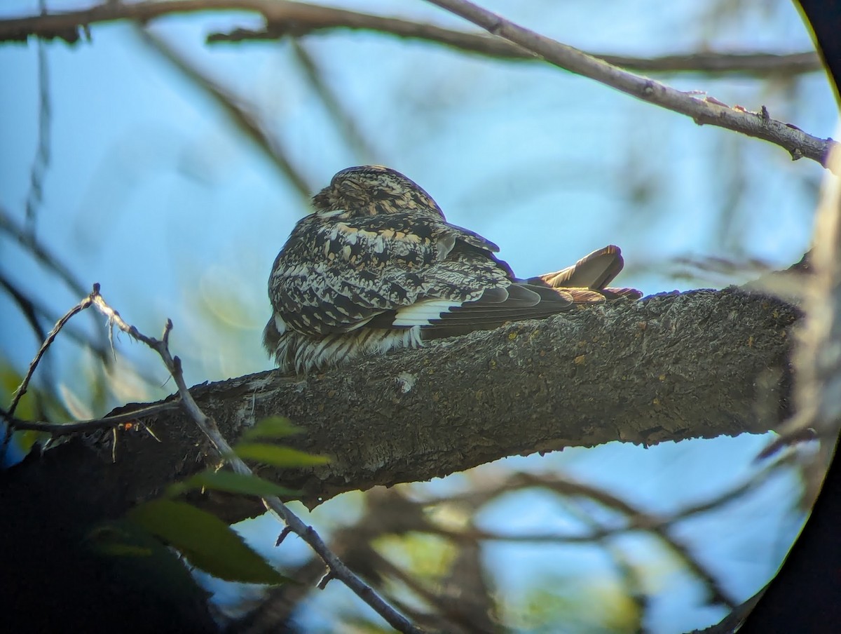 Common Nighthawk - ML620676356