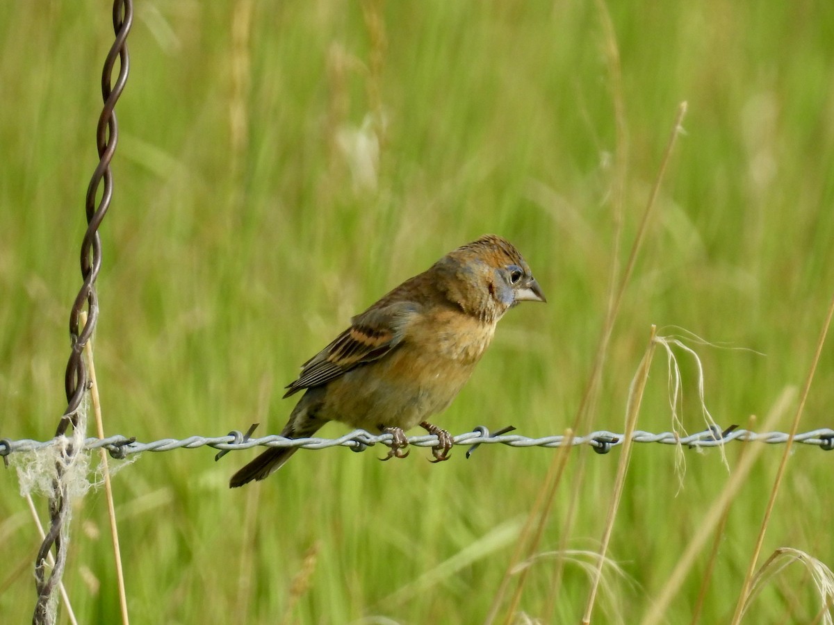 Blue Grosbeak - ML620676358