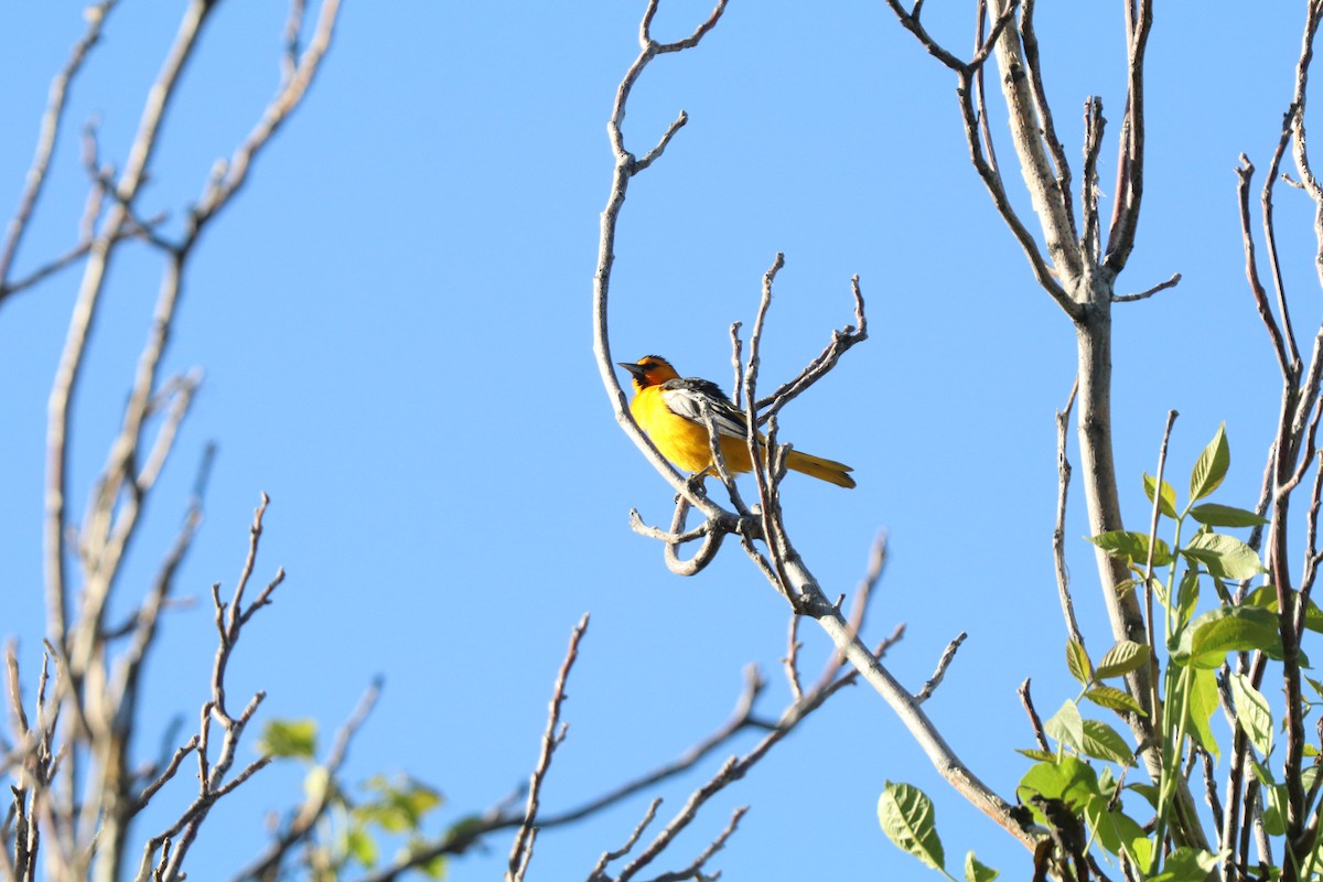 Bullock's Oriole - ML620676360