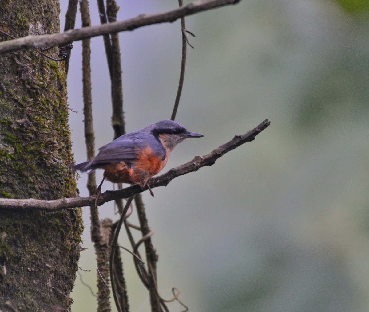 White-tailed Nuthatch - ML620676361