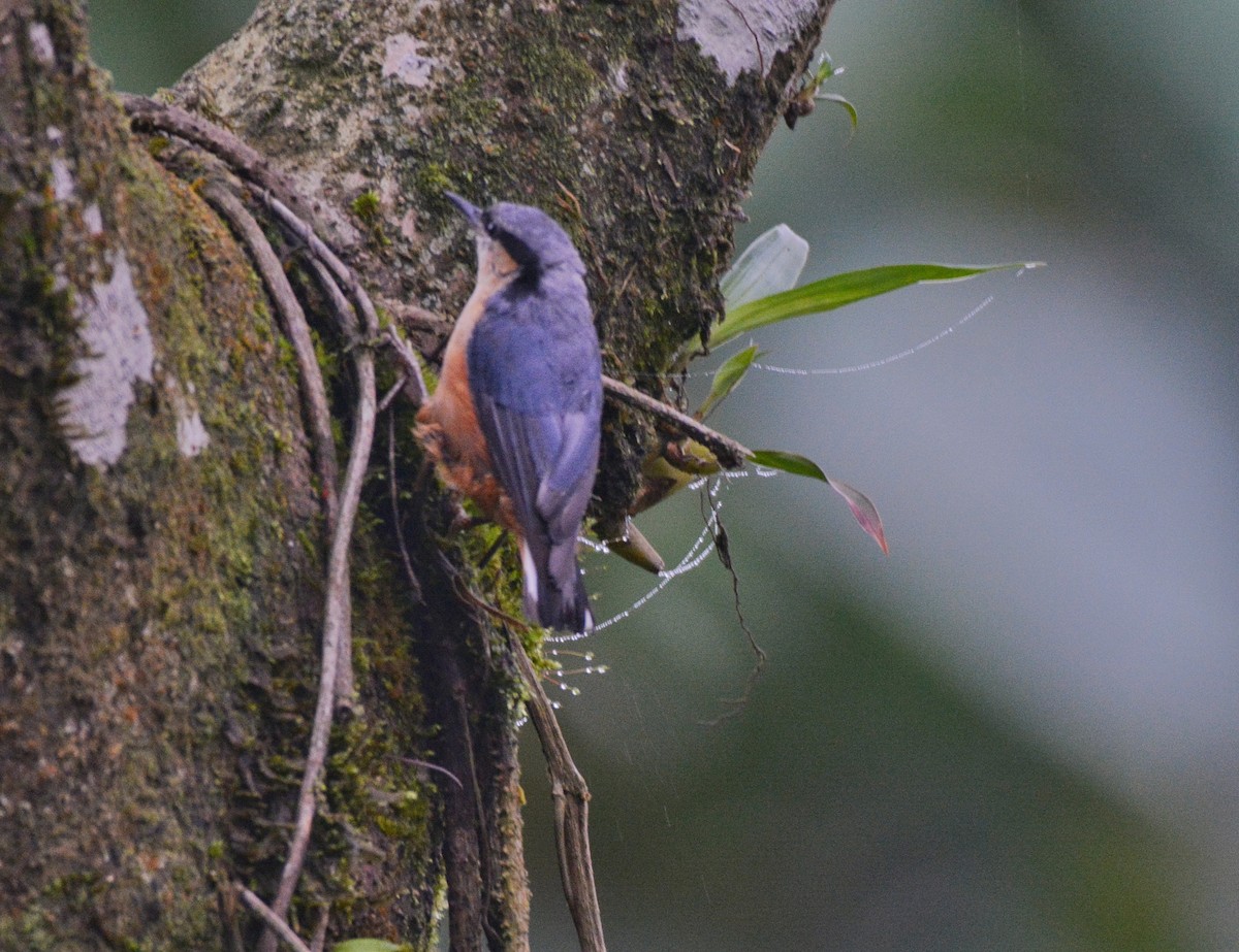 White-tailed Nuthatch - ML620676363