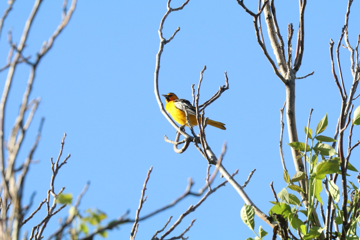 Bullock's Oriole - ML620676366