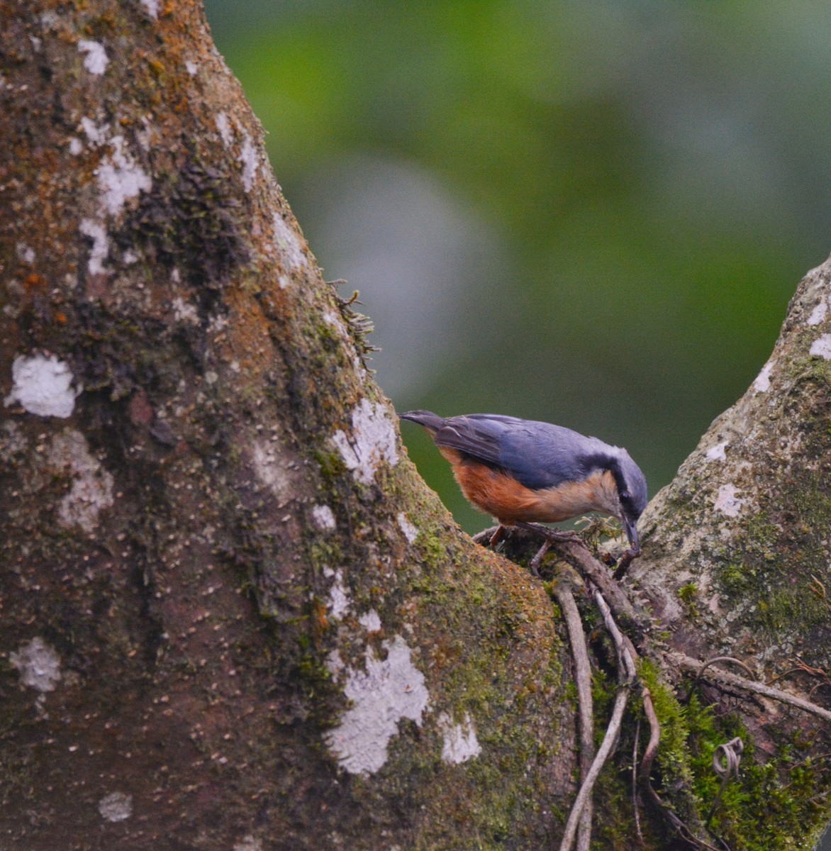 White-tailed Nuthatch - ML620676367