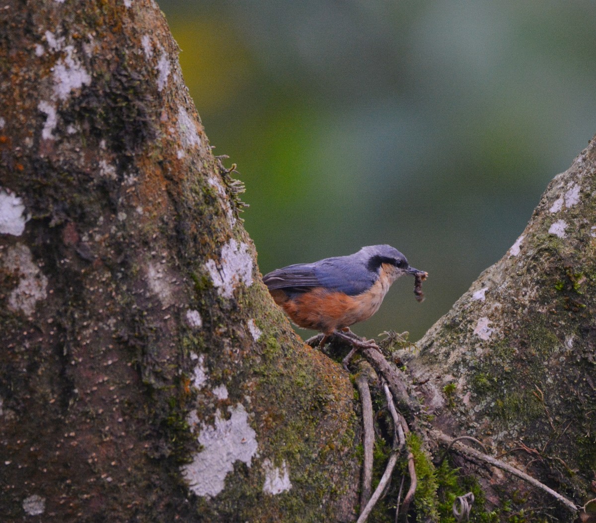 White-tailed Nuthatch - ML620676368