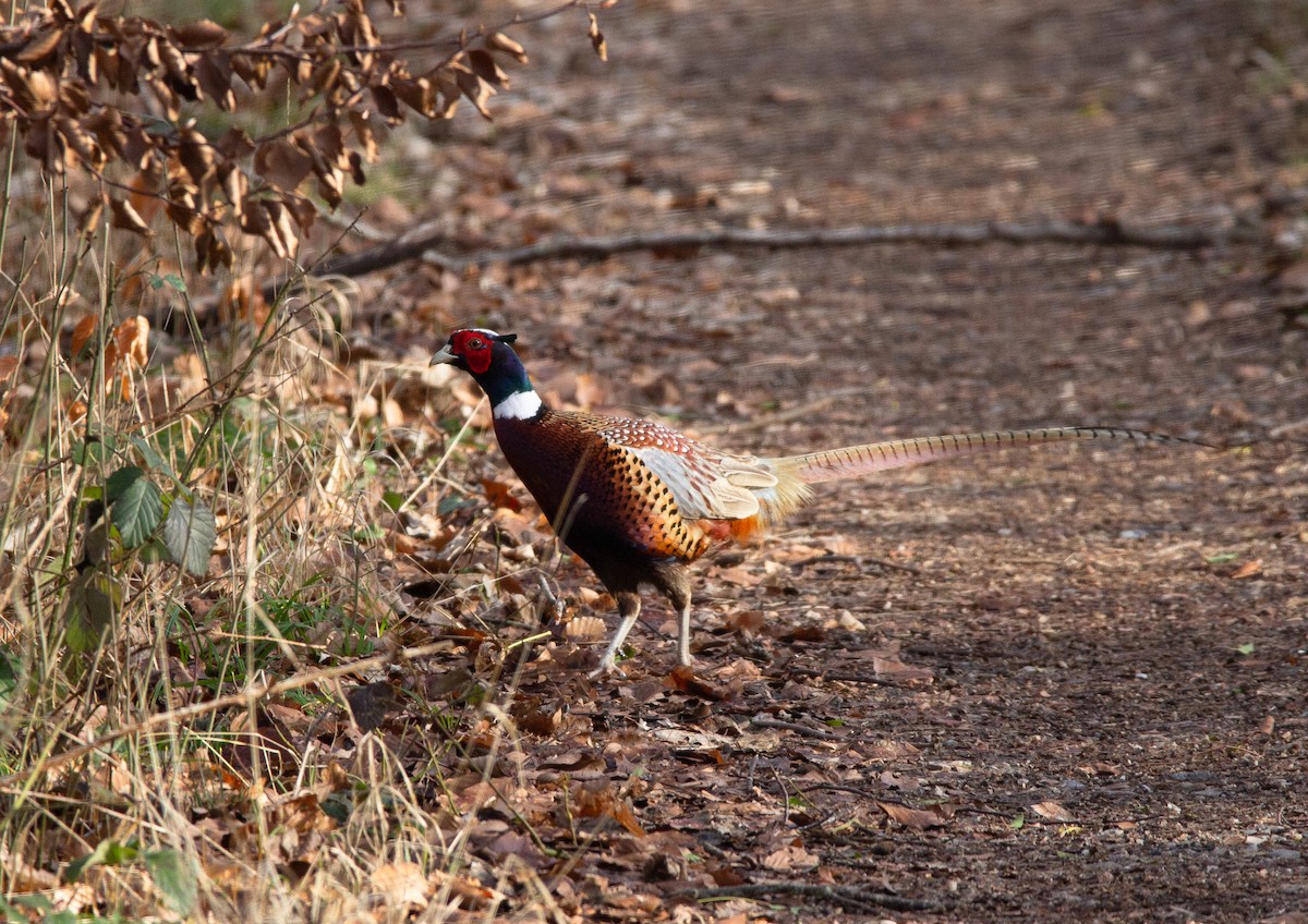 Ring-necked Pheasant - ML620676370