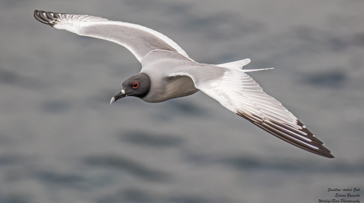 Swallow-tailed Gull - ML620676372