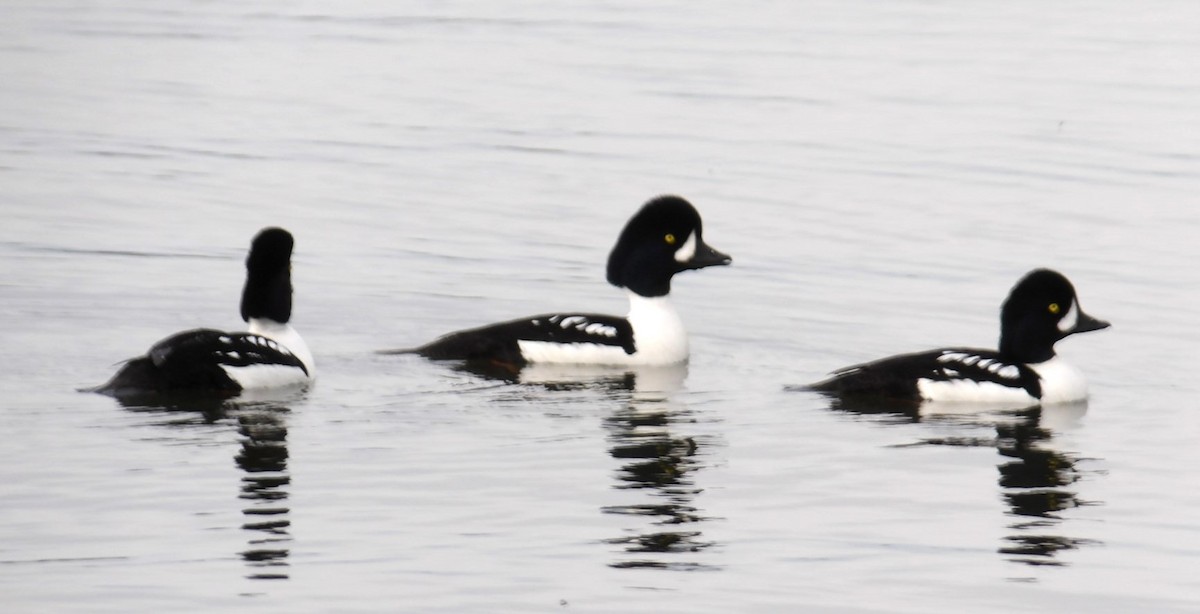 Barrow's Goldeneye - ML620676374