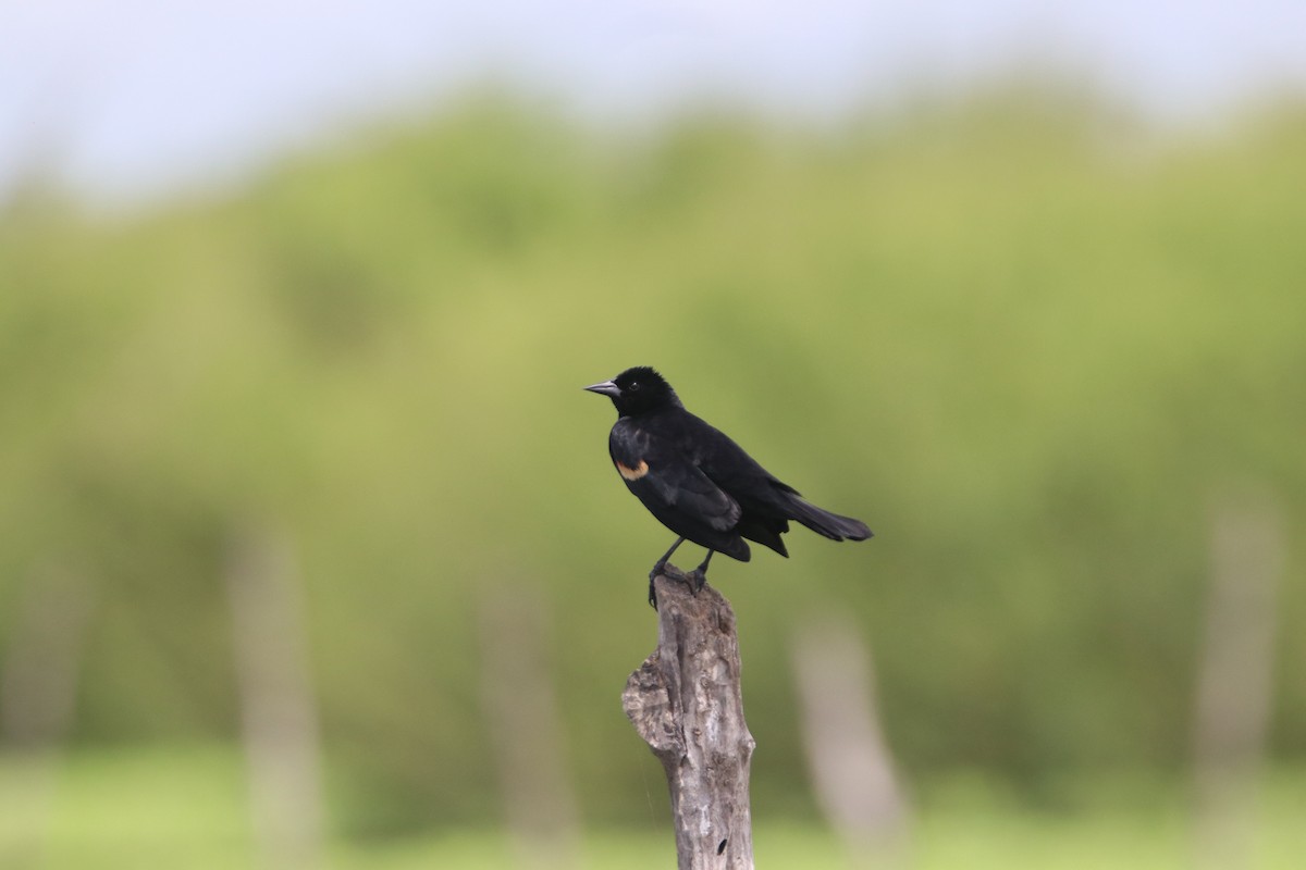 Red-winged Blackbird - ML620676375