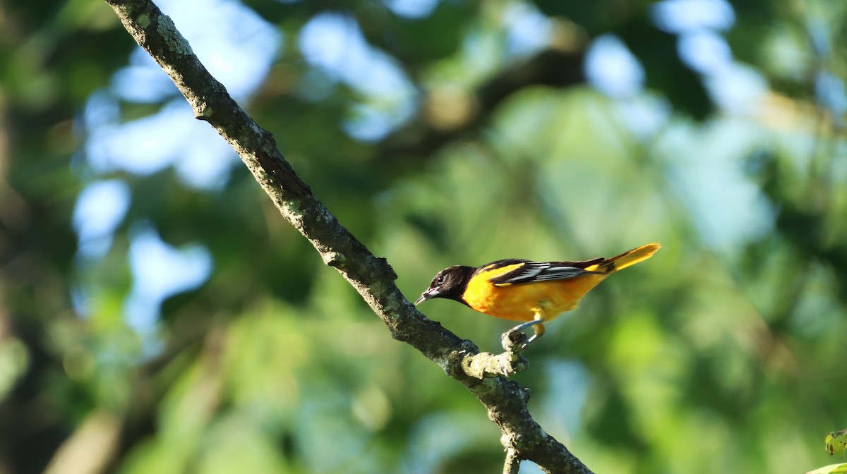 Baltimore Oriole - ML620676378