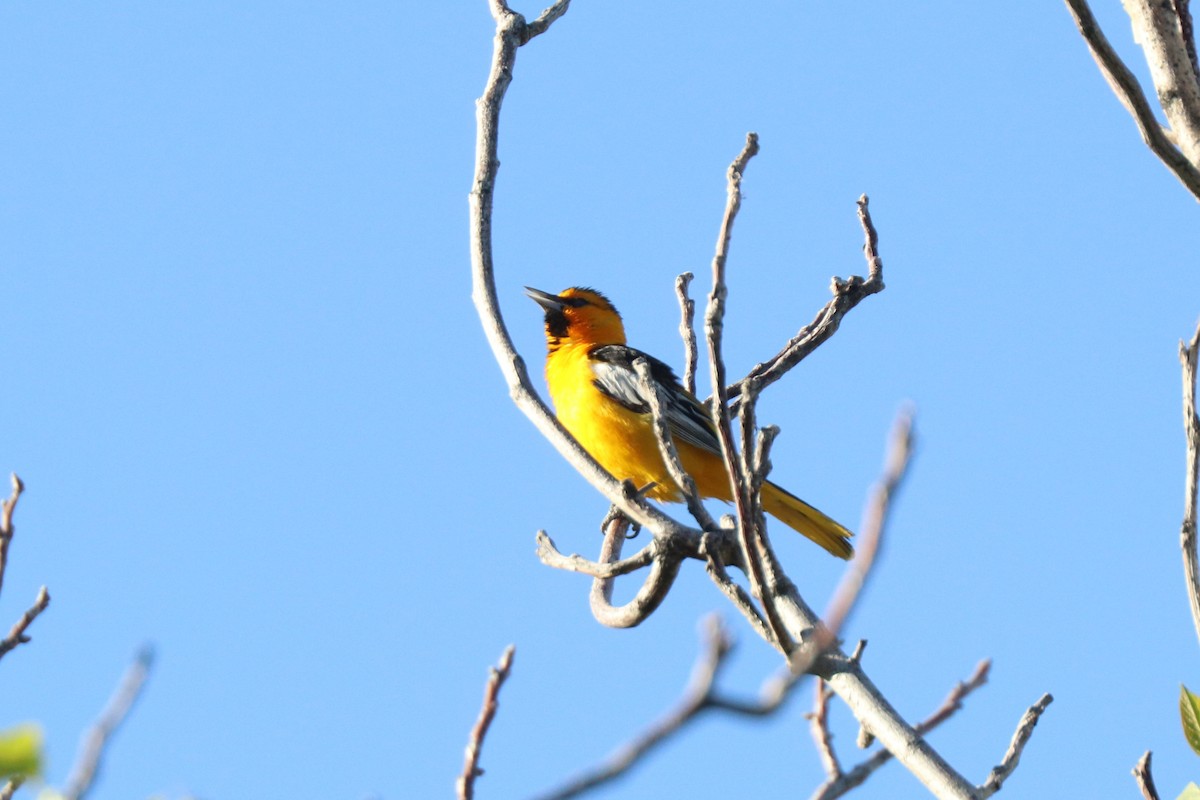 Bullock's Oriole - ML620676379