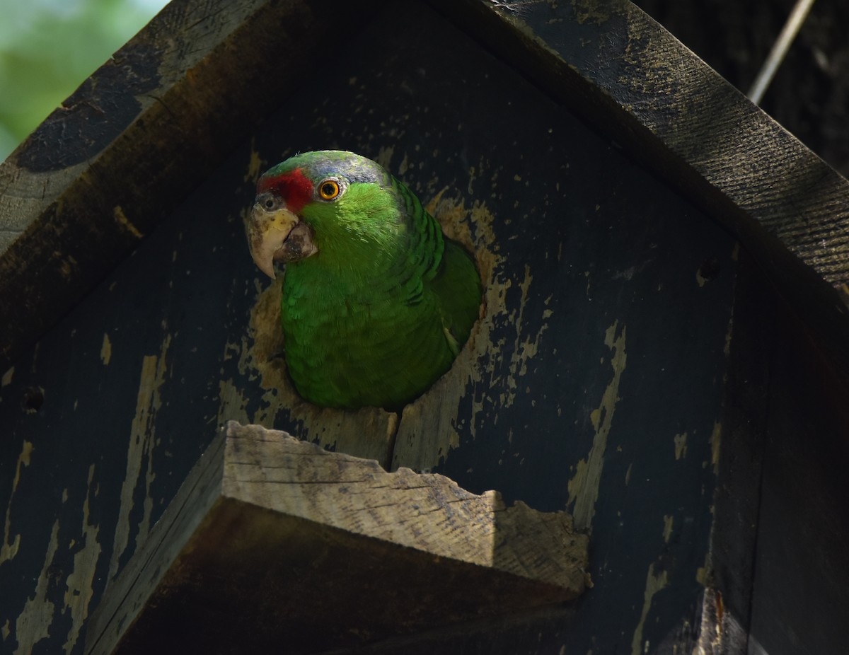 Red-crowned Parrot - ML620676381