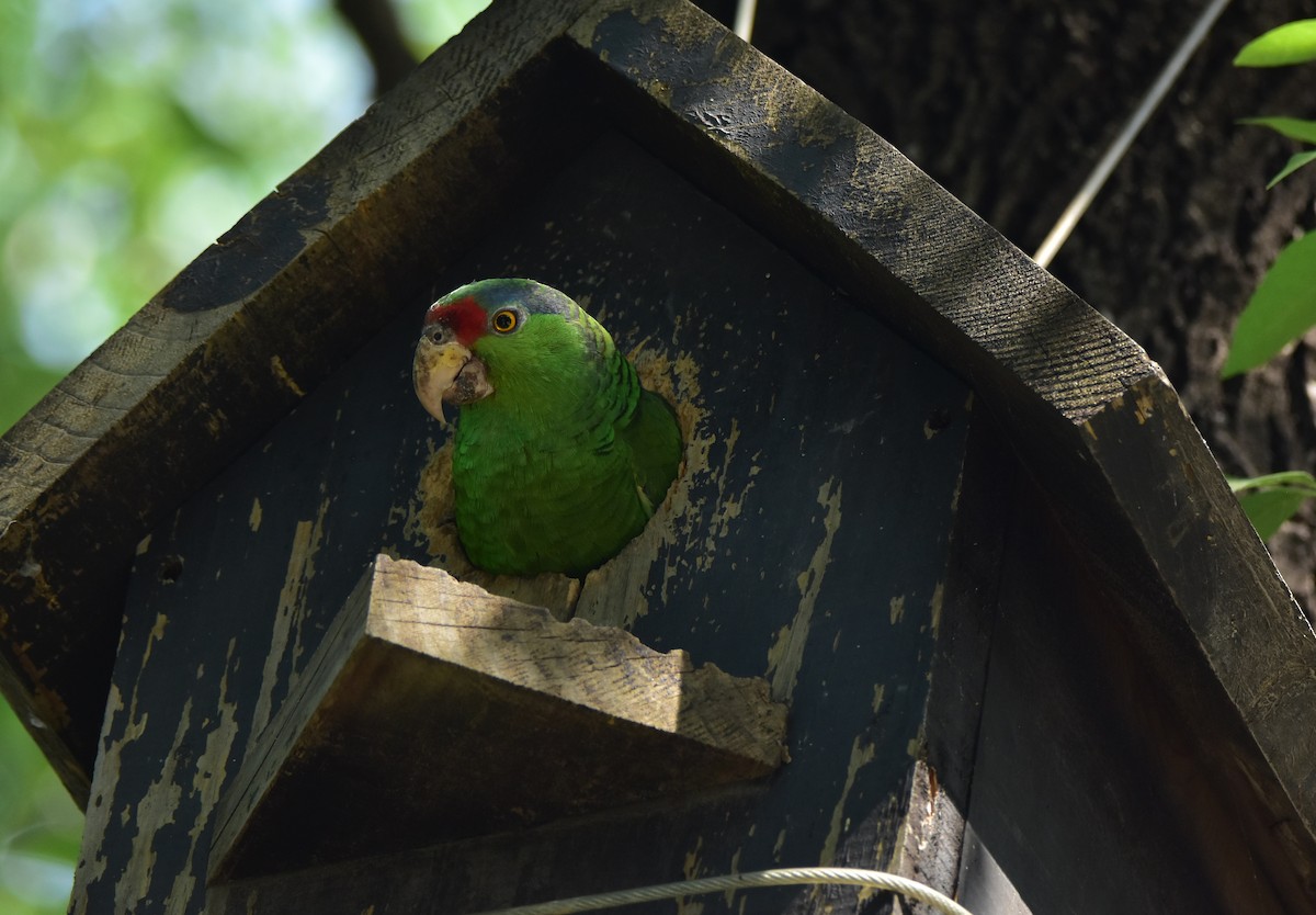 Red-crowned Parrot - ML620676382