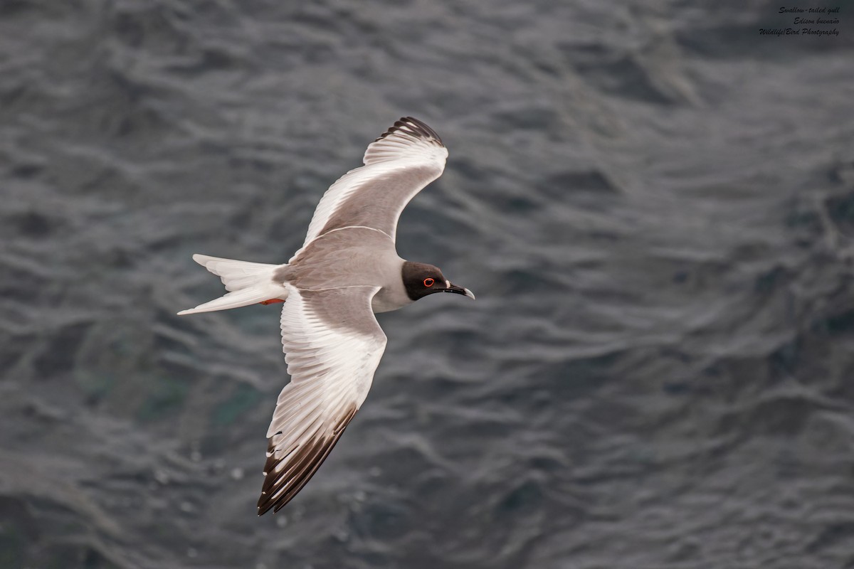 Swallow-tailed Gull - ML620676383