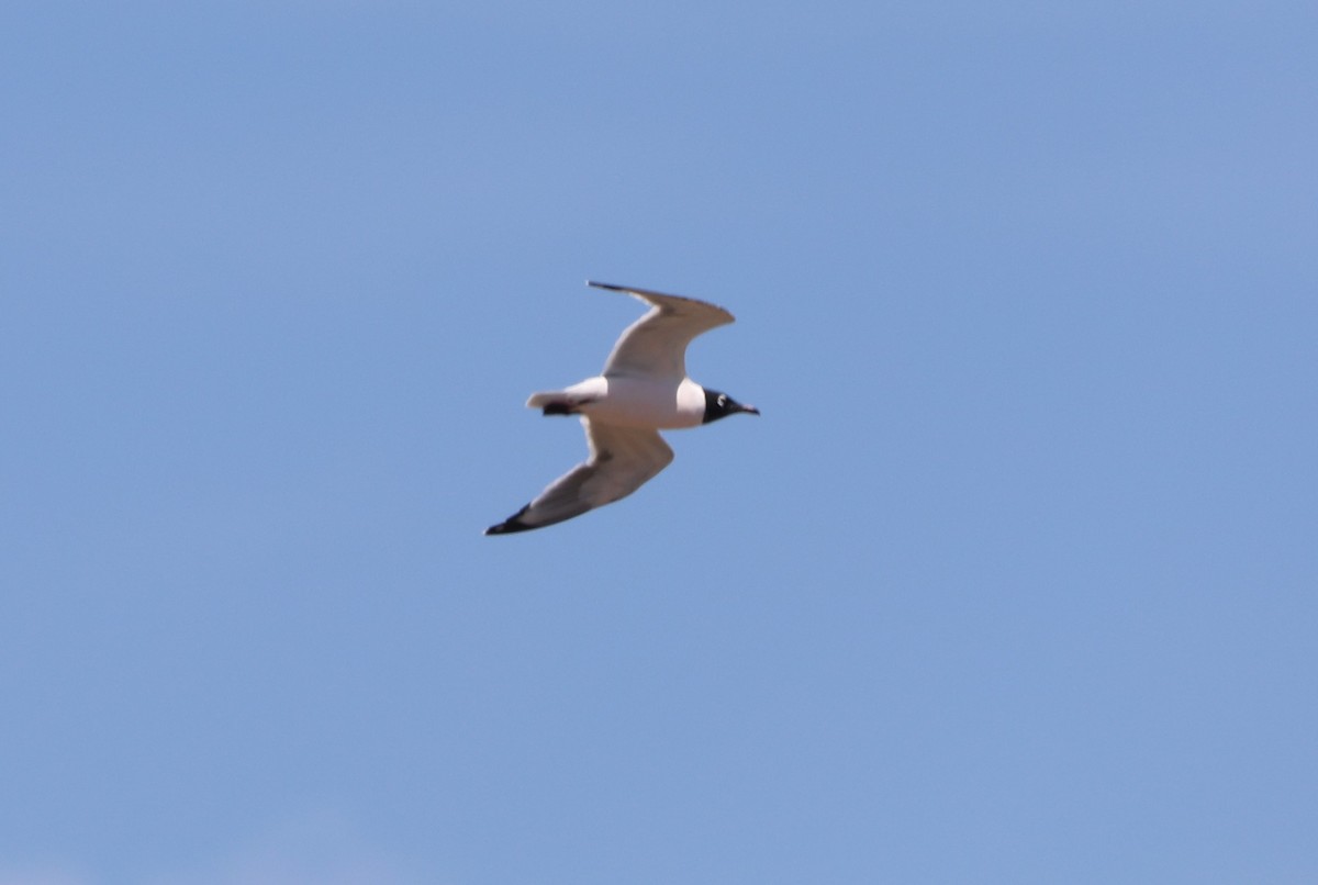 Franklin's Gull - ML620676384