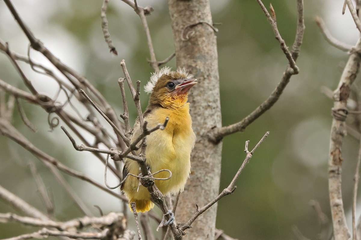 Baltimore Oriole - ML620676388