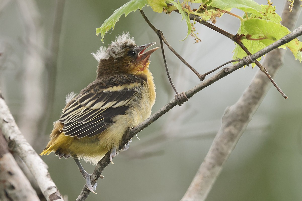 Baltimore Oriole - ML620676390