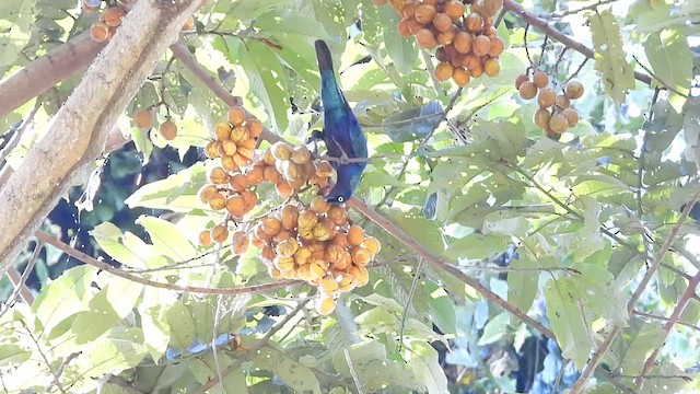 Splendid Starling - ML620676391